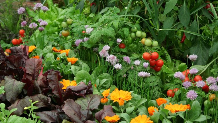 Top 5 Benefits Of Companion Planting Garden Center Services 